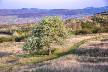 Poster - Springtime landscape