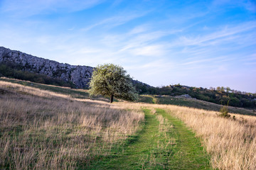 Poster - Springtime landscape