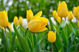 Fototapeta Tulipany - Young tulips bloomed in the park in spring