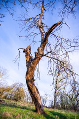 Canvas Print - Lonely tree