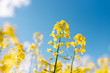 Fabulous beautiful yellow rape flowers on a background of blue sky and clouds. Colza or canola flower.