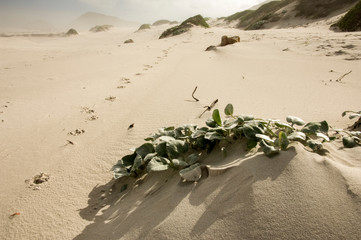 Wall Mural - surreal white beach with sand dunes