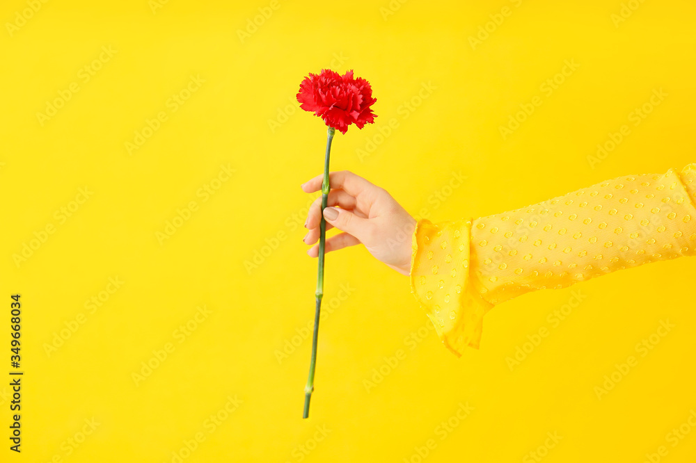 Female hand with beautiful carnation flower on color background