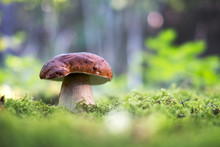 Big White Mushroom Porcini In Autumn Forest. Nature Landscape Photography