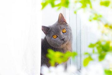 Wall Mural - The cat is sitting on the windowsill. Gray british cat and orange eyes. Beautiful domestic cat.