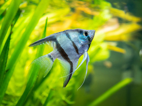 zebra Angelfish in tank fish with blurred background (Pterophyllum scalare)