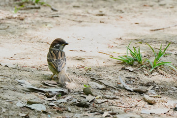 wild sparrow