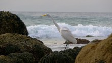 Medium Close Shot Of A Giant Egret Stalking Waters Edge For Prey - Giant Egret Fishing From The Rocks Of Dana Point, California - 2019
