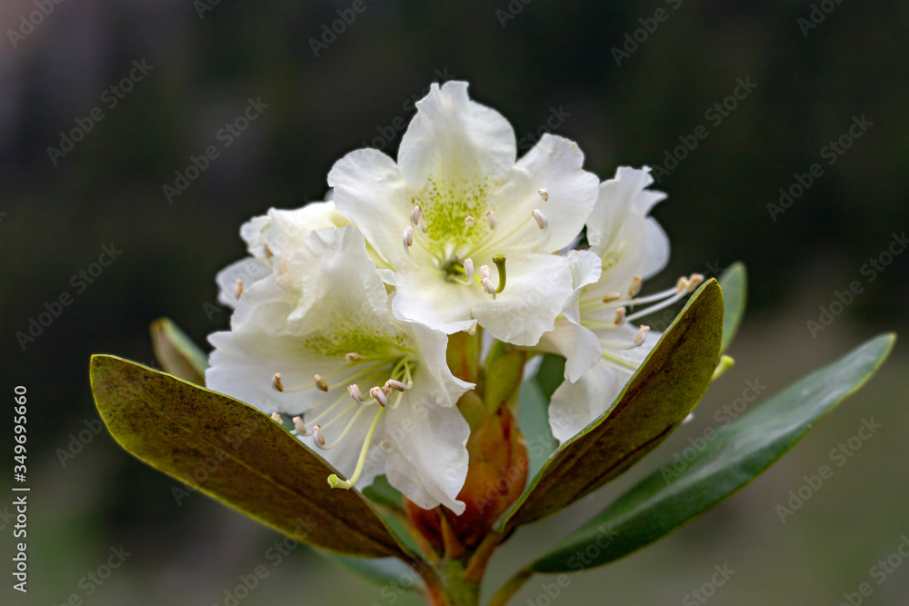 Rhododendron 'Cunningham's White'. Rhododendrons form one of the ...