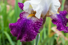 Closeup View Of A Striking Purple And White Bearded Iris Covered With Raindrops