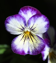 Close-up Of Wet Purple Pansy