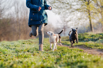 Wall Mural - woman walks with cute small dogs outdoors