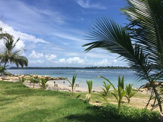 palm trees on the beach