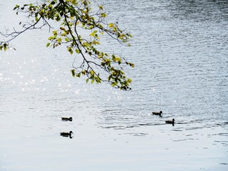 日本の田舎の風景　11月　水辺のきらめき　水鳥