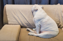 Beautiful Dog Of Breed English Bulldogg Resting On Sofa