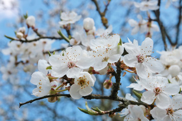 Wall Mural - blossom spring cherry flowers on sky background macro