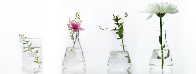 Wall Mural - glass flask and beaker with pink white flower and green plant biotechnology cosmetic science white w