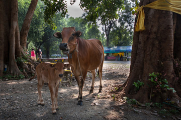 two cows in the shadow of the trees