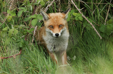 Wall Mural - A female wild Red Fox, Vulpes vulpes, emerging from its den to go hunting.