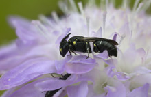 Plasterer Bee, Hylaeus On Field Scabious