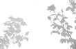 © lamyai - shadows of roses flower and leaf  on white background