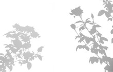 Shadows Of Roses Flower And Leaf  On White Background