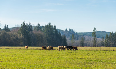 scene of beef cattle in the green field in farm area,usa.