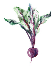 Beetroot. Watercolor Food Illustration.