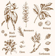 © artspace - Set of vintage vector spices