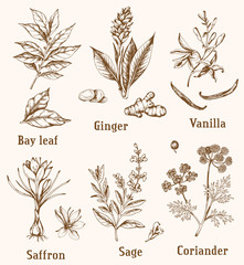 Wall Mural - Vintage hand drawn spices