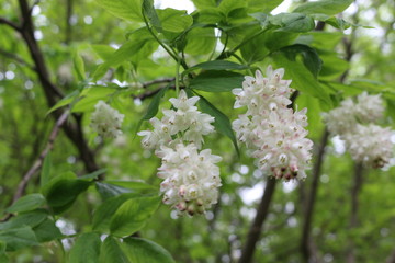 Sticker - White clusters of beautiful flowers bloom on a tree in spring in the park.