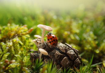 Sticker - Ladybird under mushroom cap