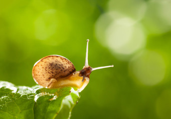 Wall Mural - Snail portrait