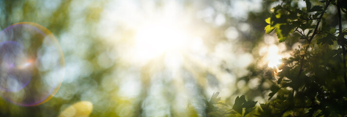 Abstract summer background. Sun glare defocus.