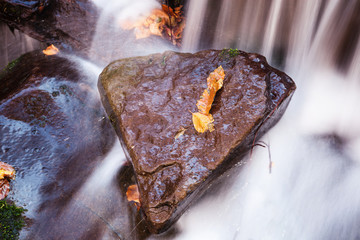 Wall Mural - A fall colored maple leaf resting on a moss covered rock with water flowing around it.