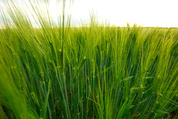 Green wheat on a sunny day