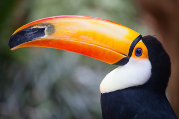 Colorful tucan