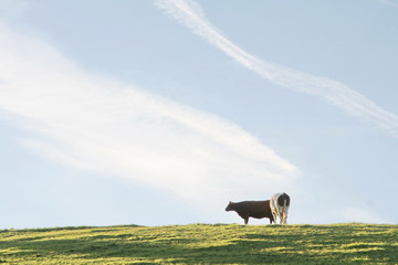 cows, black and red, on a green meadow with blue sky