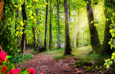 Wall Mural - Green forest in Montenegro