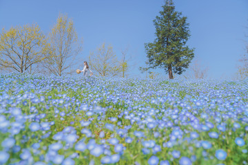 Girls and blue flowers on the hillside，sunny and happy life