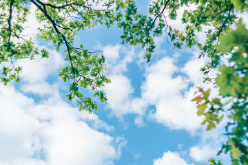 View up through the oak branches to the blue summer sky with clouds.