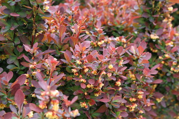 Sticker - Barberry flowers bloomed on a bush in spring