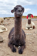Llama in the Colca Canyon Arequipa