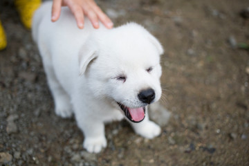 a cute little white puppy