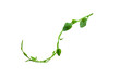 Spiral twisted jungle tree branch,, vine liana plant, root of the tree grape isolated on white background, clipping path included. HD Image and Large Resolution. can be used as wallpaper
