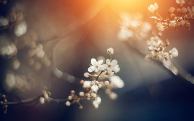 Wall Mural - Branch with flowers of a cherry tree