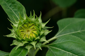 Close-up details of young fresh green sunflower on a meadow. Green sunflowers natural background.Newborn plants.