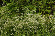 Delicate white flowers of Cow Parsley, also known as Anthriscus sylvestris in a British hedgerow in late Spring