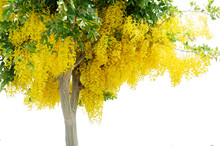 Golden Shower, Indian Laburnum, Pudding-pine Tree, Purging Cassia Isolated From White Background, Record Path