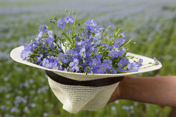 Wall Mural - bouquet of blue flax flowers in a straw hat, against the background of a field with blooming flax, concept